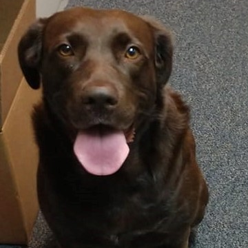 Rickson, the Brown Dog I.T. mascot